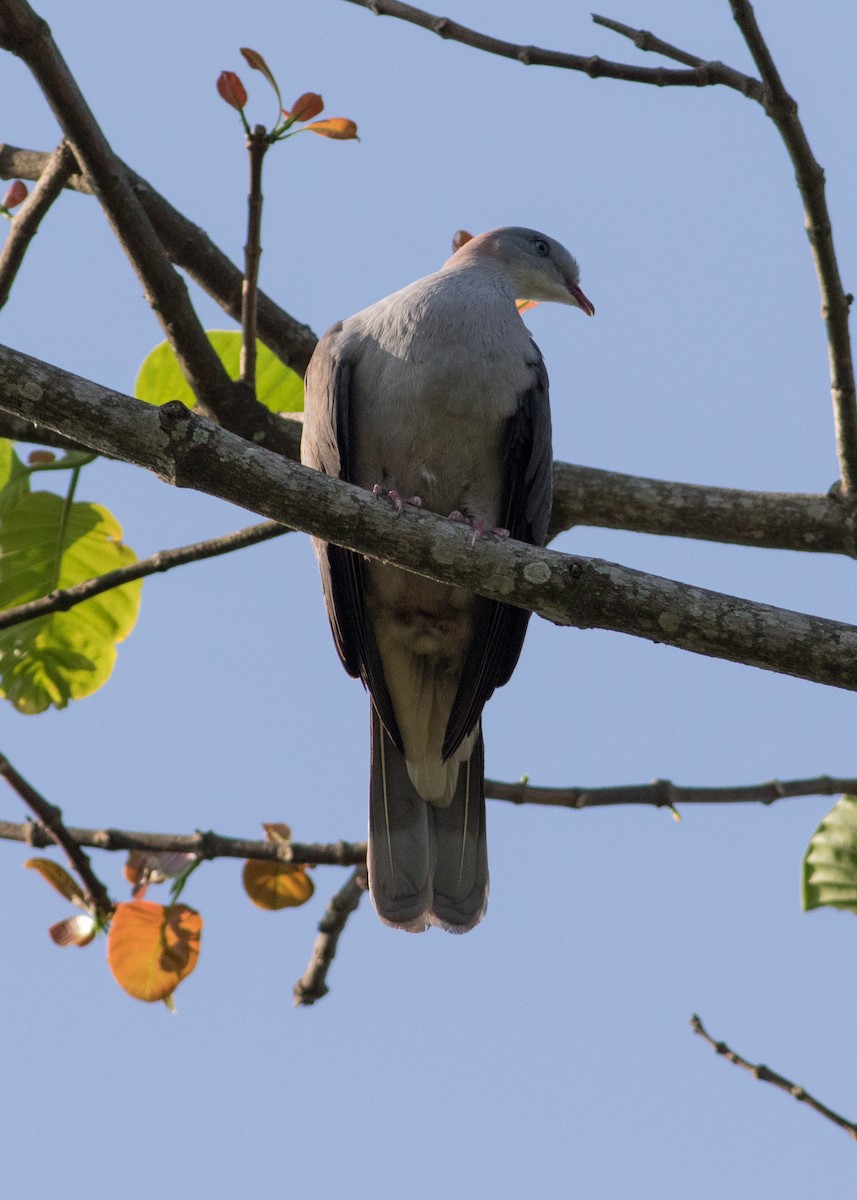 Mountain Imperial-Pigeon - ML618078952