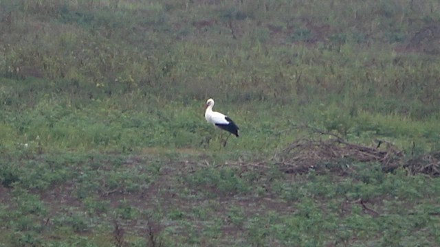 White Stork - ML618078955