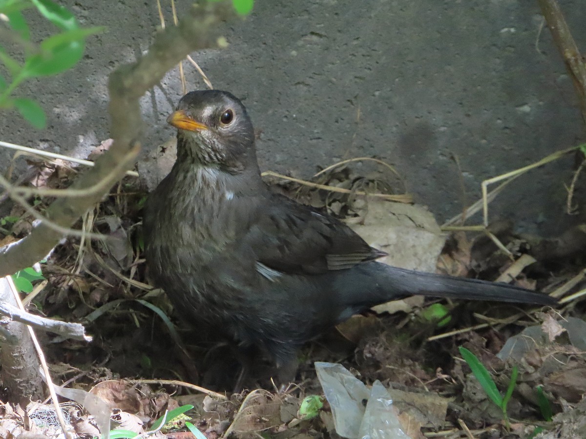 Eurasian Blackbird - ML618078961