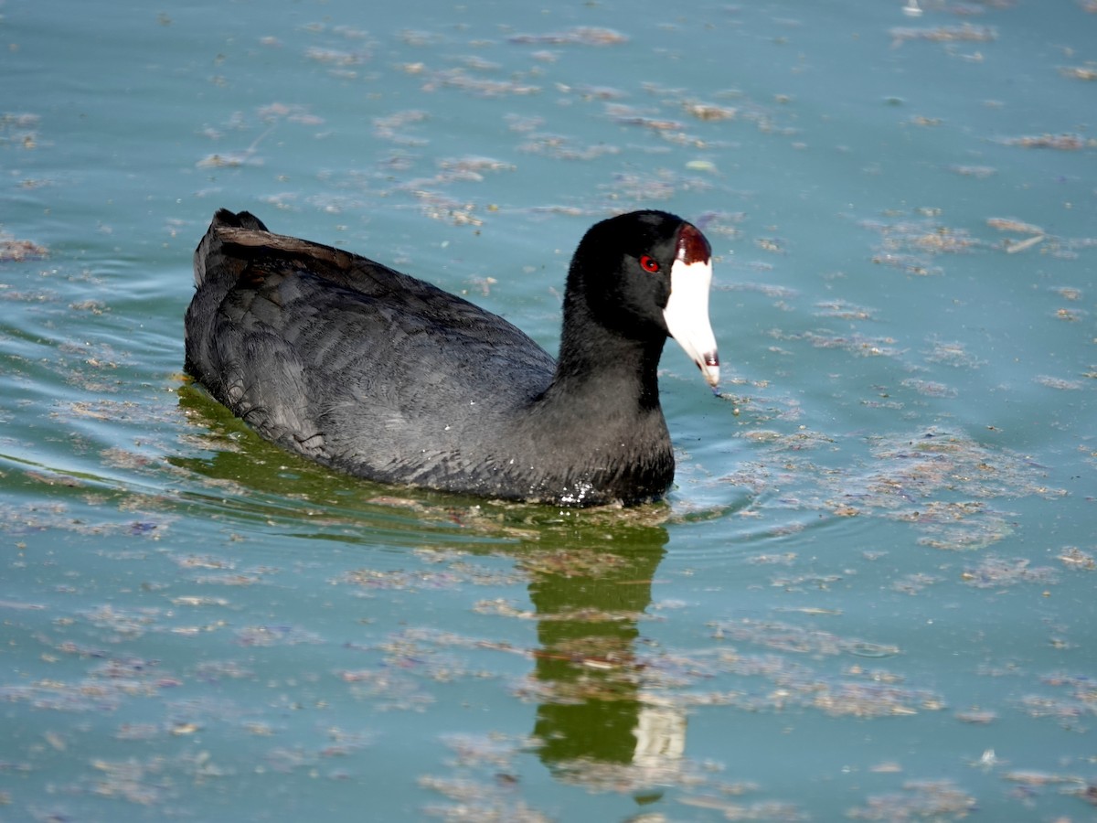 American Coot - Robin Oxley 🦉