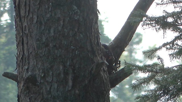 Himalayan Woodpecker - ML618078971