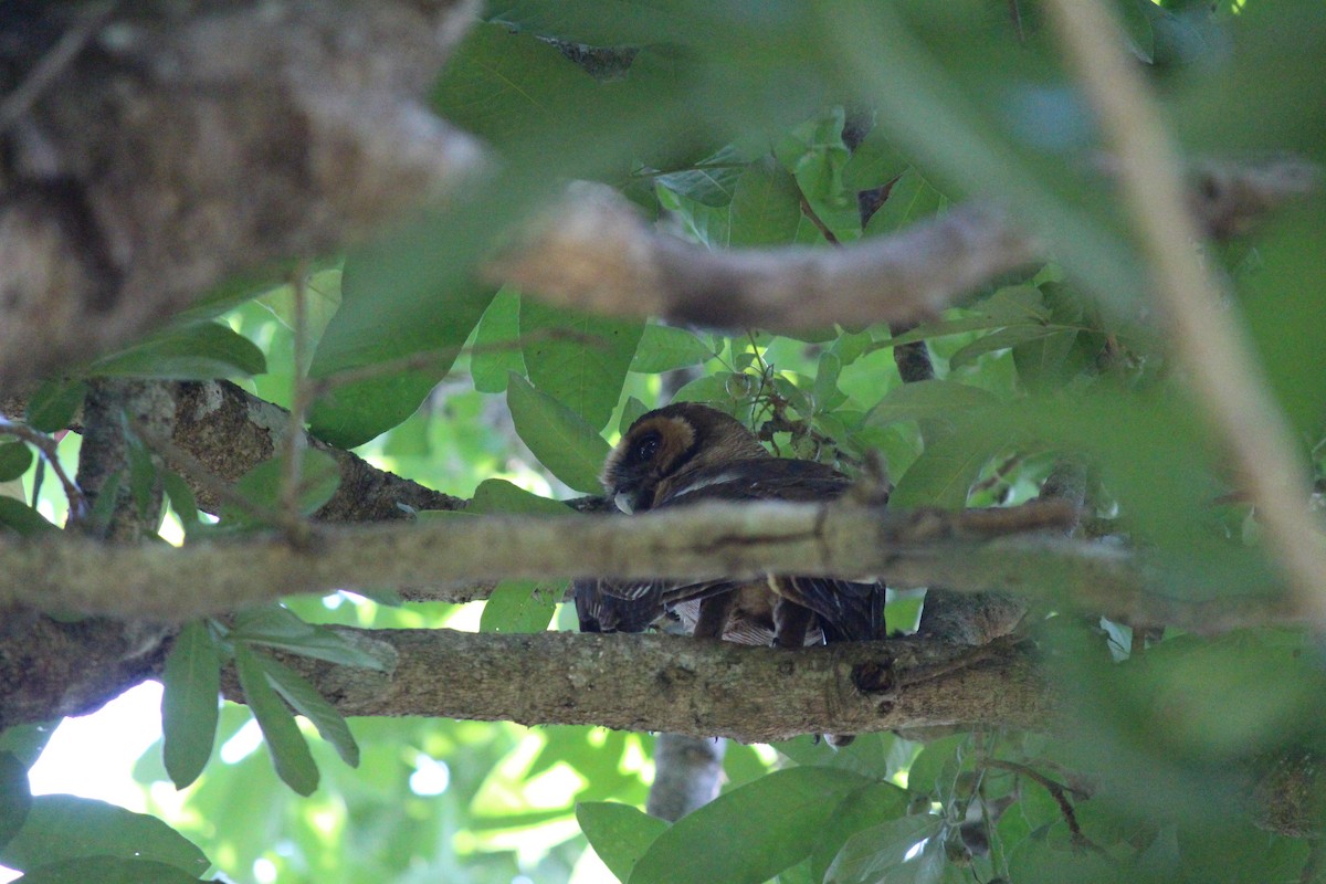 Brown Wood-Owl - Neema Das