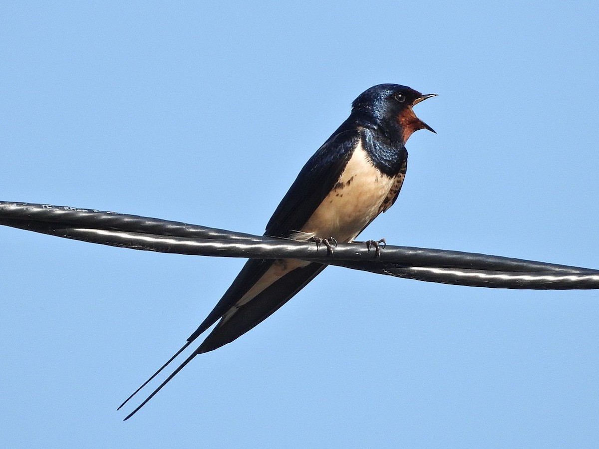 Barn Swallow - ML618079007