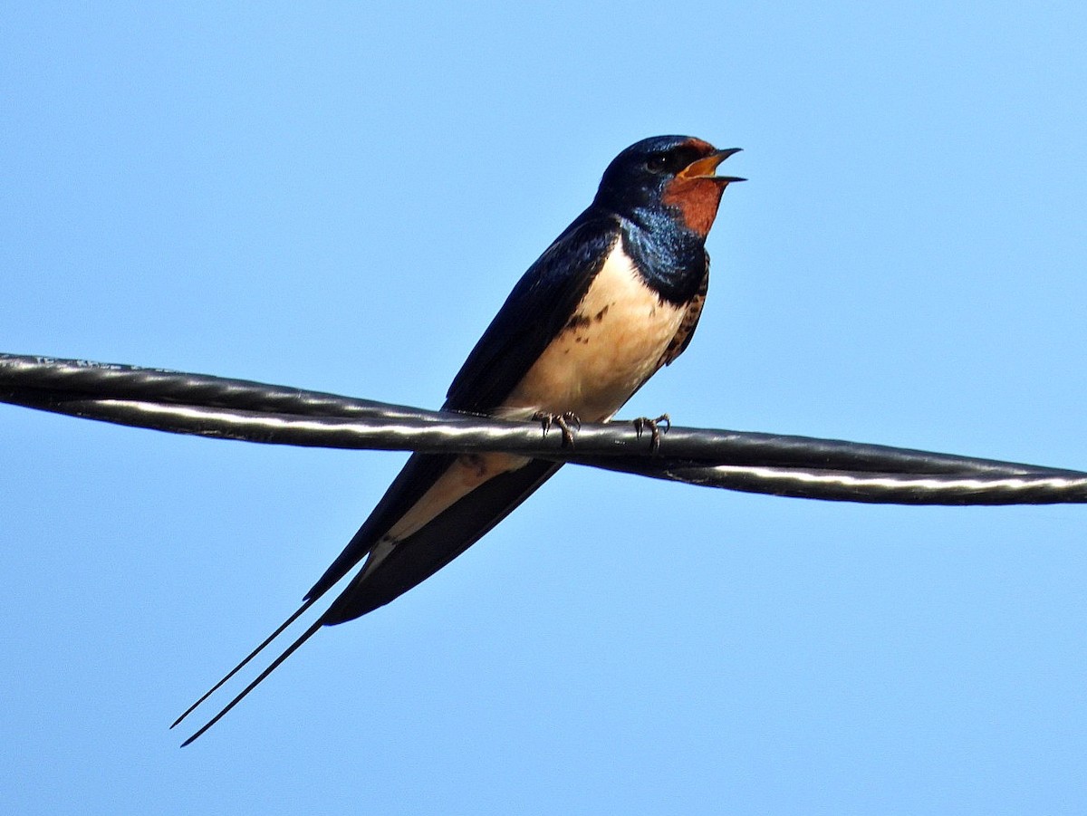 Barn Swallow - ML618079008