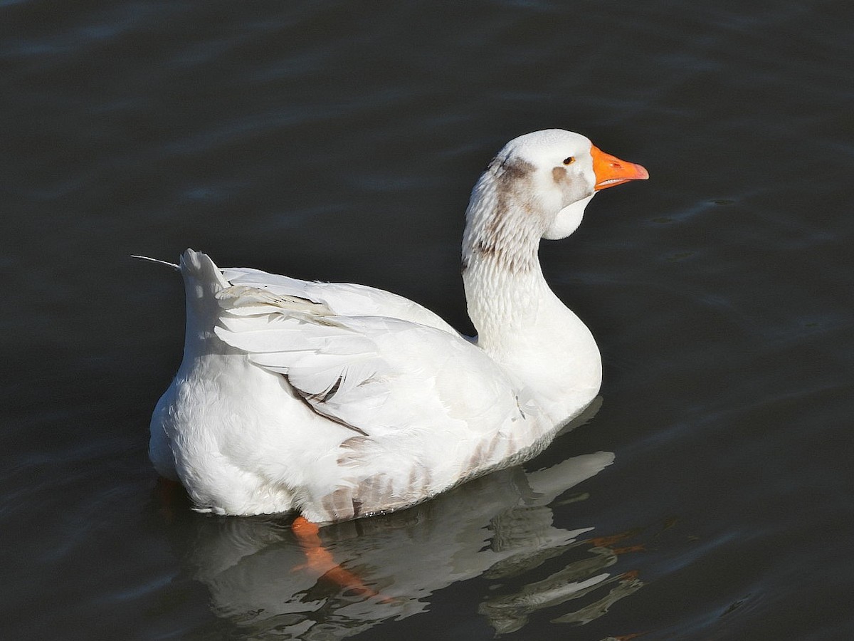 Graylag x Swan Goose (hybrid) - ML618079029