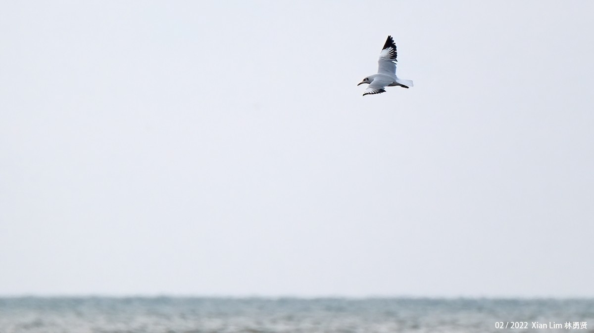 Brown-headed Gull - Lim Ying Hien