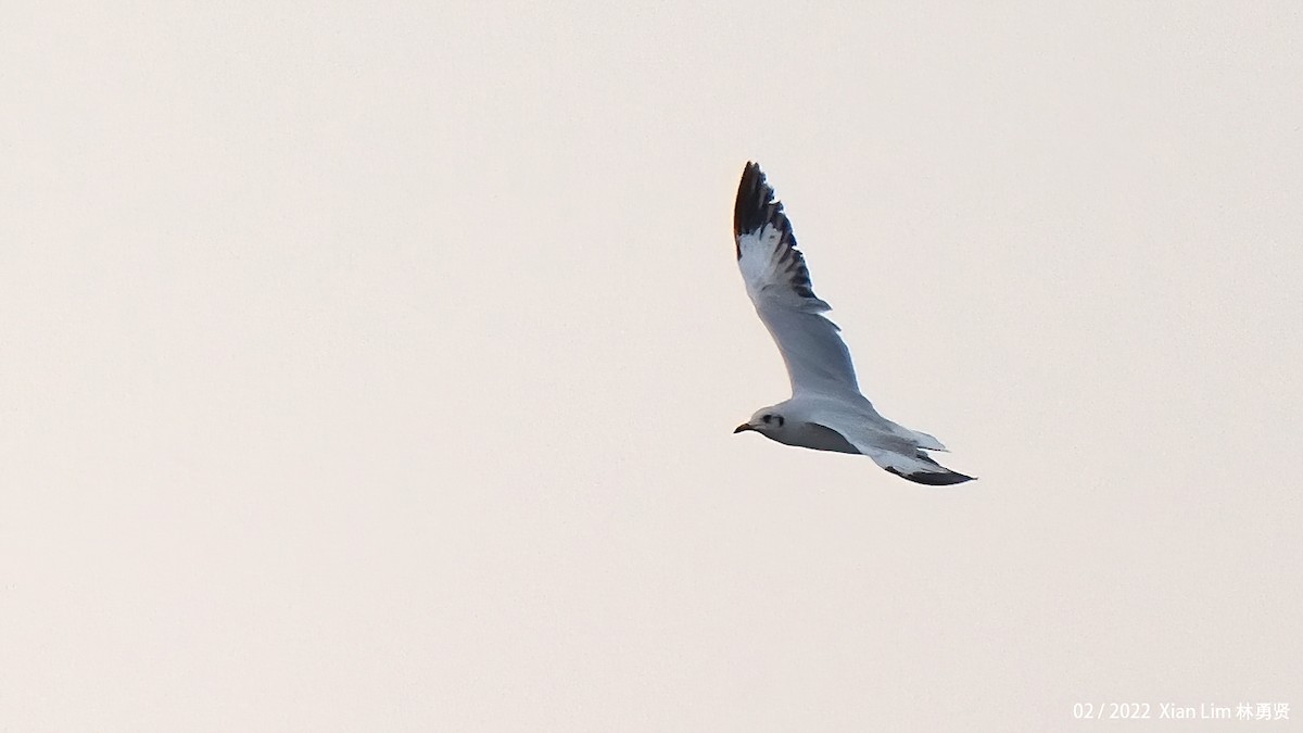Brown-headed Gull - Lim Ying Hien