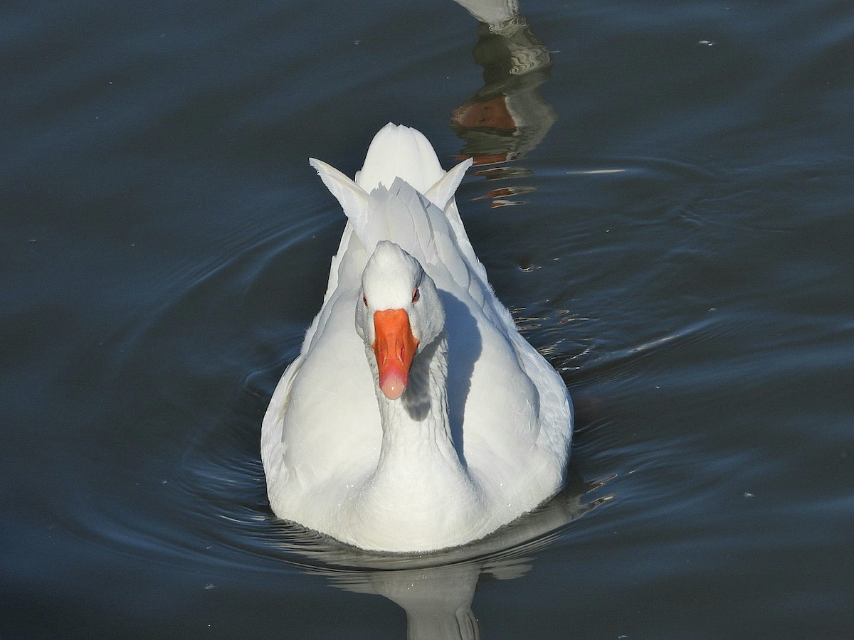 Graylag Goose (Domestic type) - Ivan V