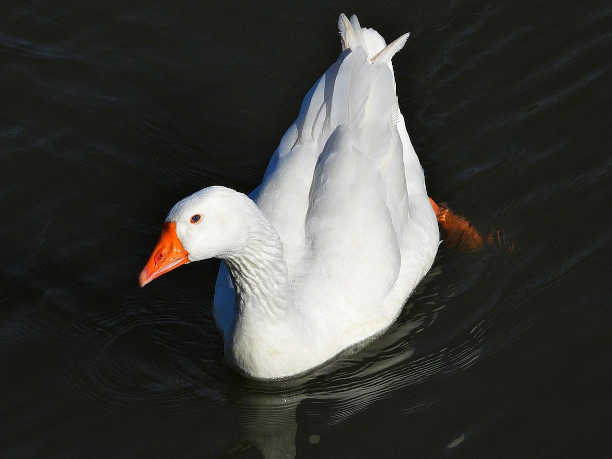 Graylag Goose (Domestic type) - Ivan V