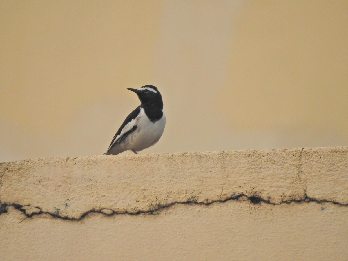 White-browed Wagtail - ML618079048