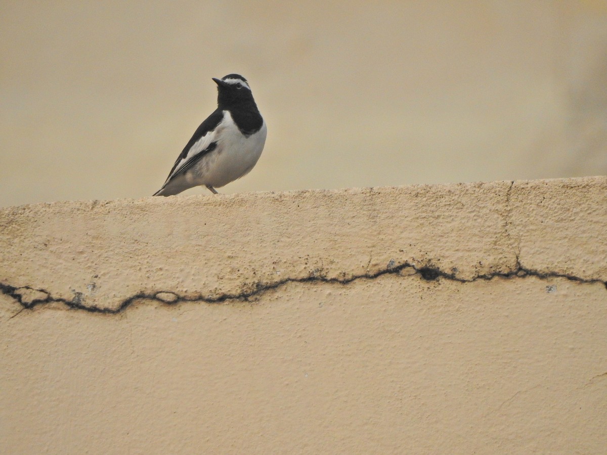 White-browed Wagtail - ML618079049