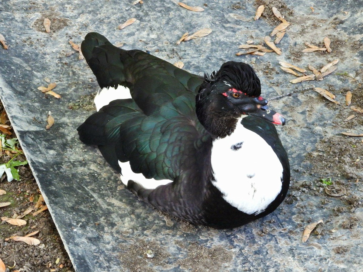 Muscovy Duck (Domestic type) - ML618079051