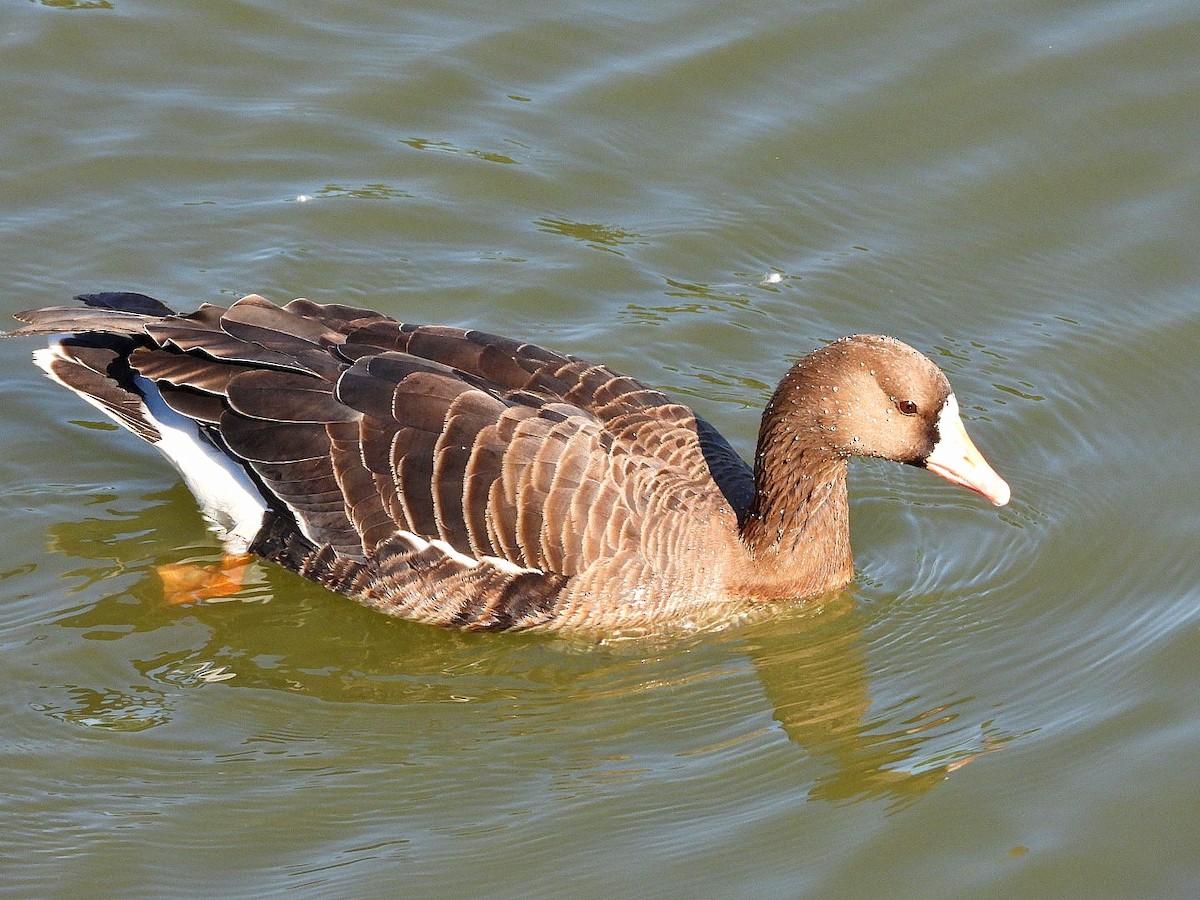 Greater White-fronted Goose - ML618079052