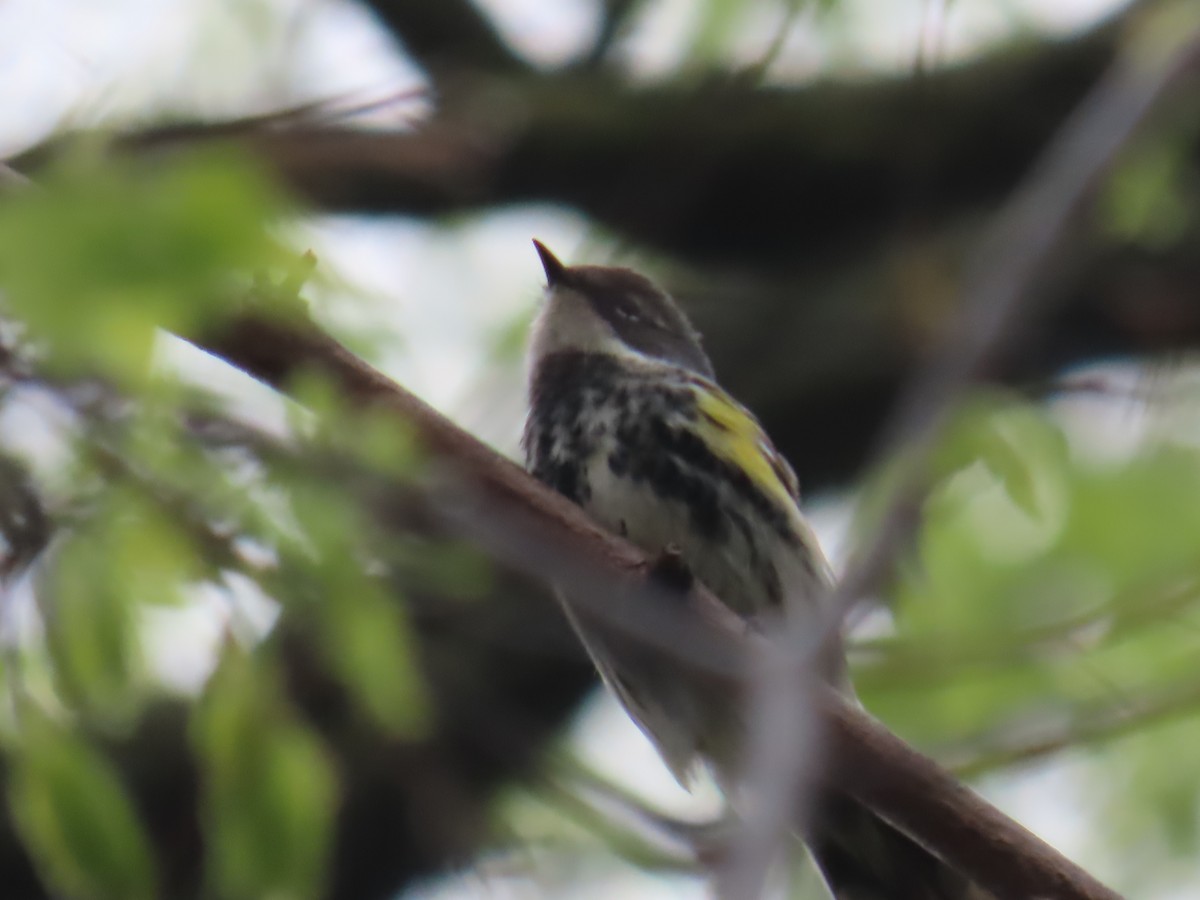 Yellow-rumped Warbler (Myrtle) - Elizabeth Ferber