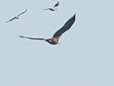 White-tailed Eagle - Ivan V