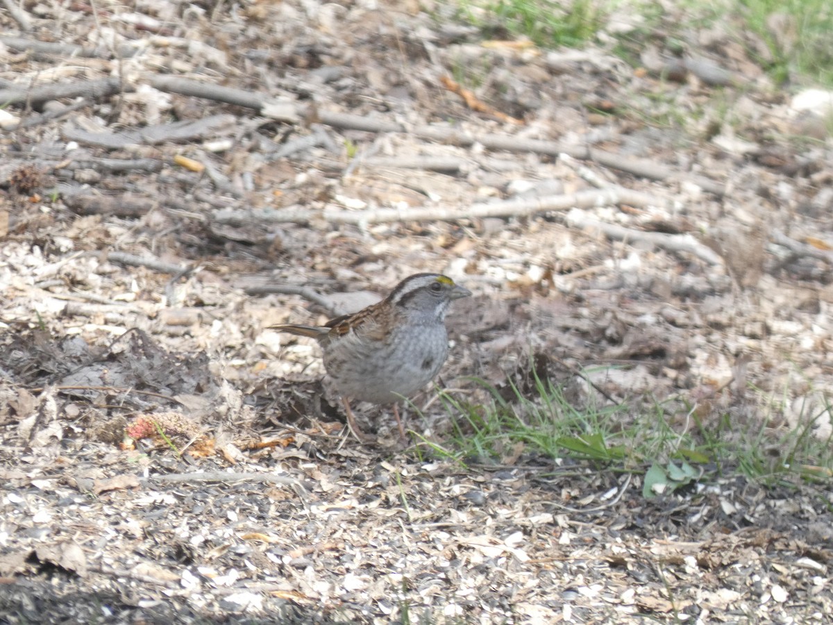 White-throated Sparrow - ML618079105