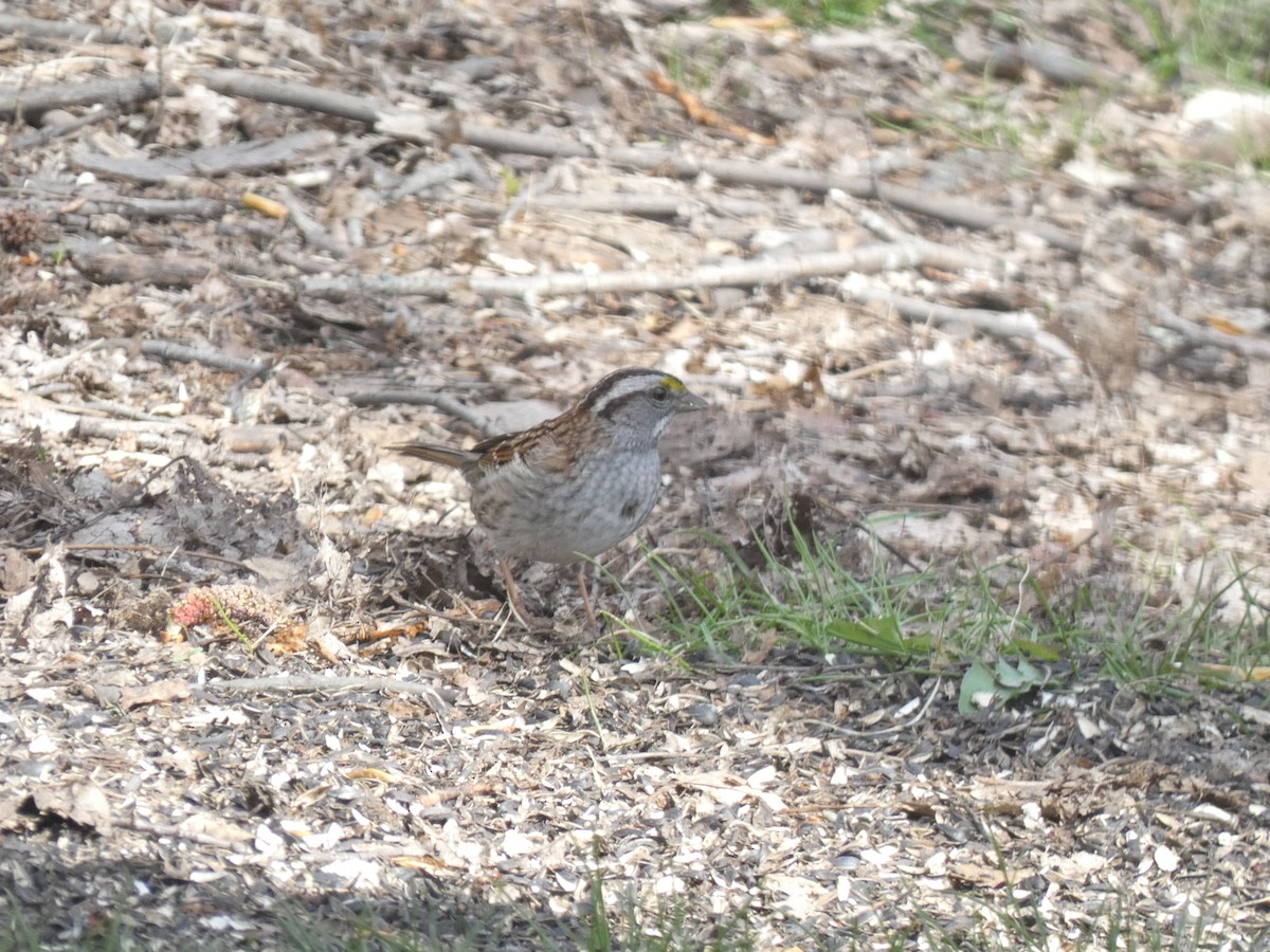White-throated Sparrow - ML618079106