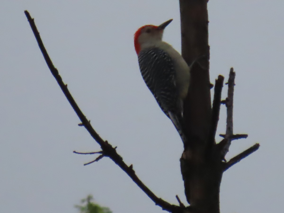 Red-bellied Woodpecker - Elizabeth Ferber