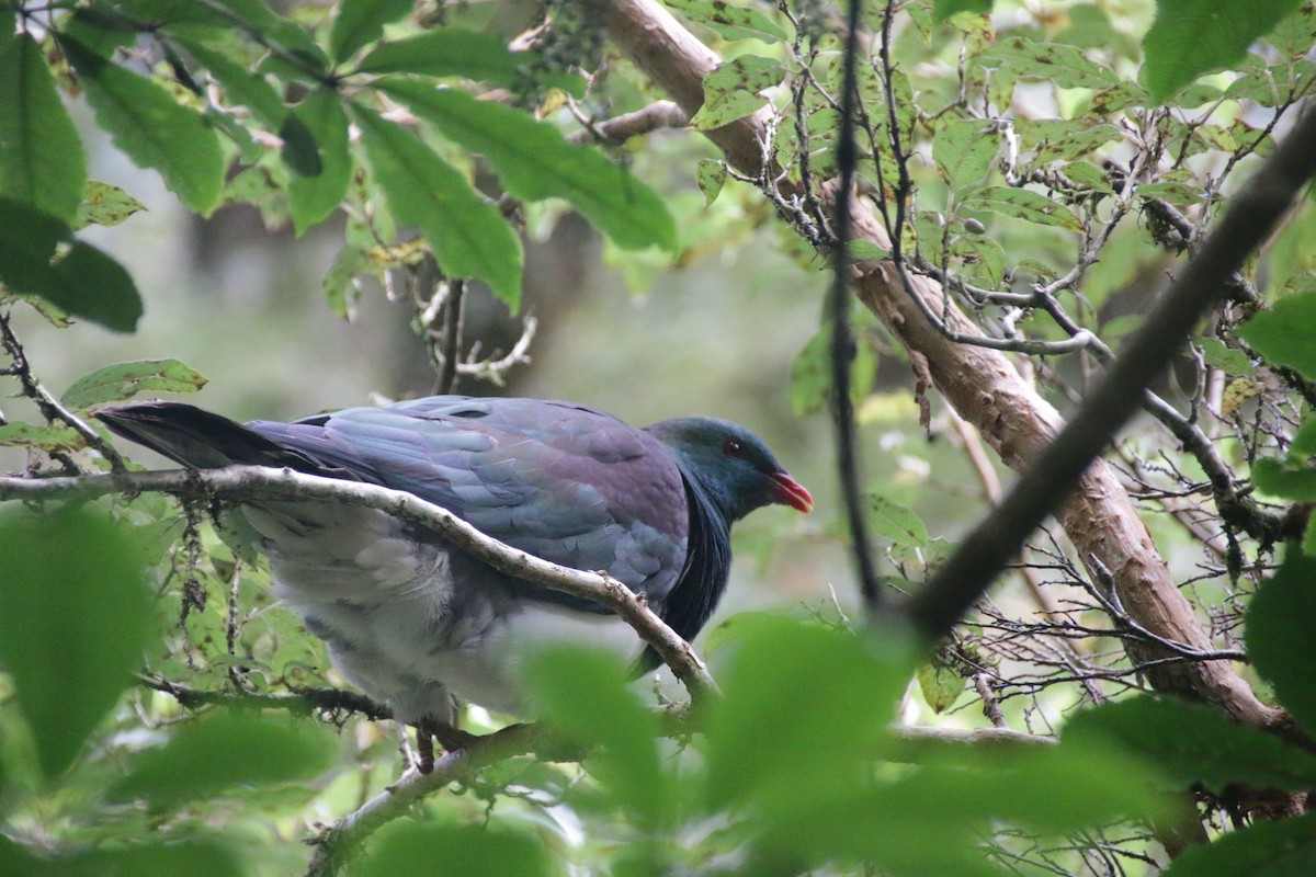 New Zealand Pigeon - Chris Hofmann