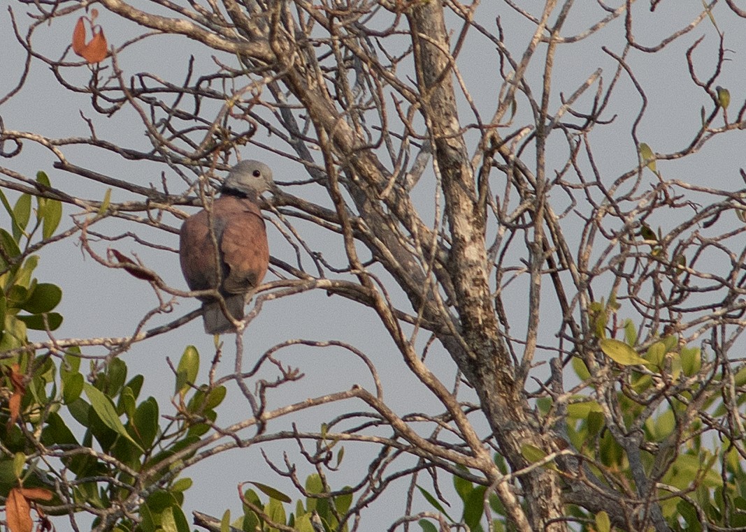 Red Collared-Dove - ML618079145