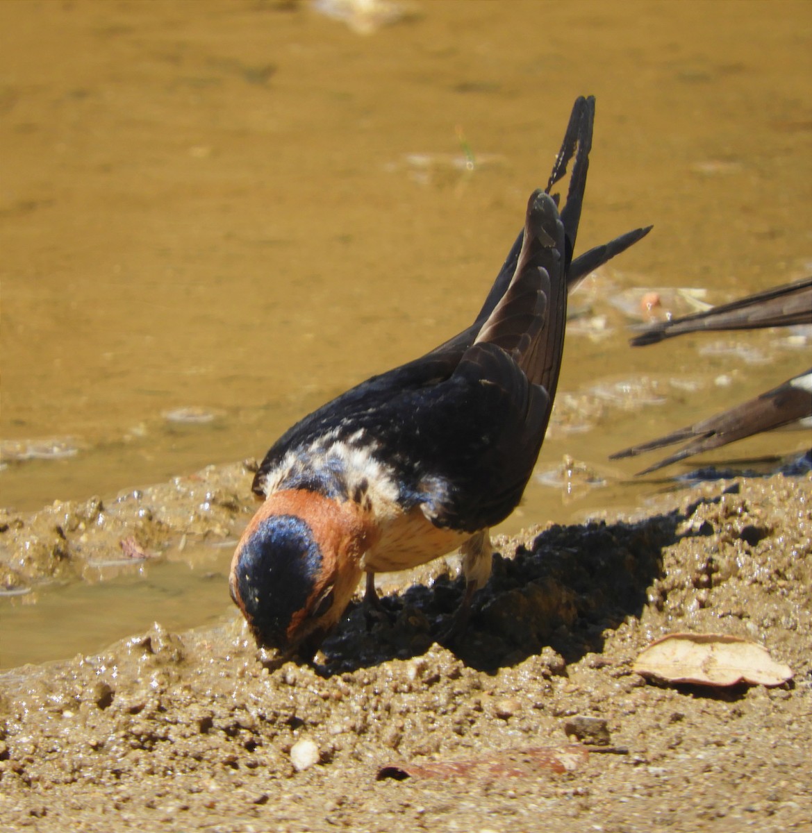 Red-rumped Swallow - ML618079162
