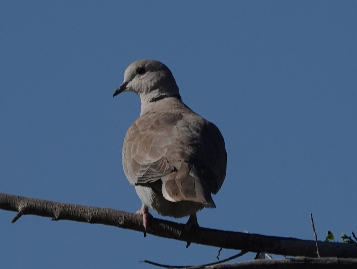 Eurasian Collared-Dove - Robin Oxley 🦉