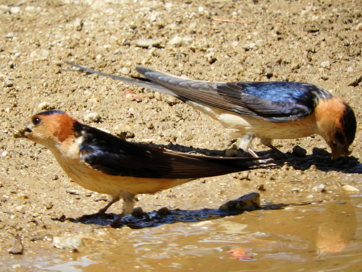 Red-rumped Swallow - ML618079169