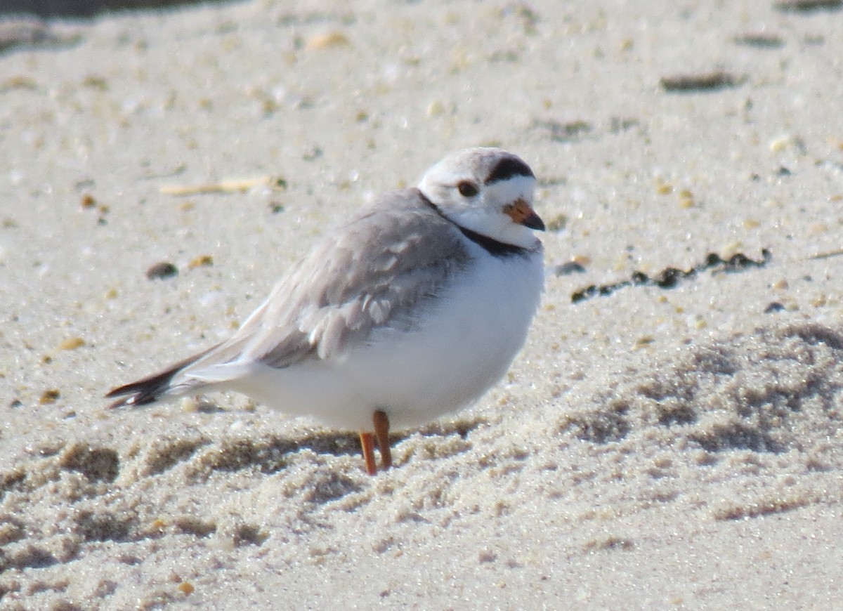 Piping Plover - John Collins