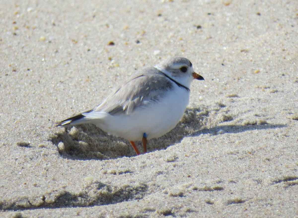 Piping Plover - ML618079183