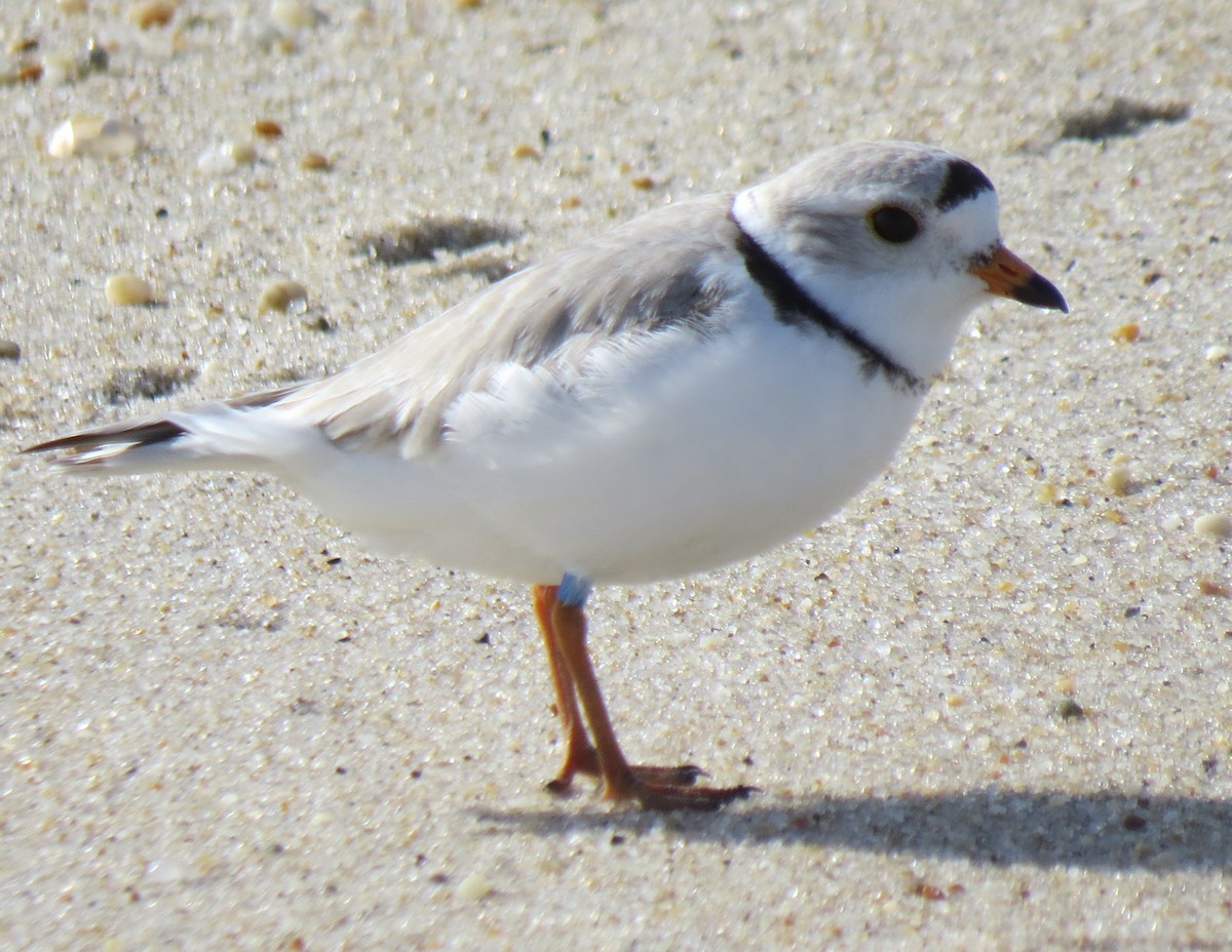 Piping Plover - John Collins