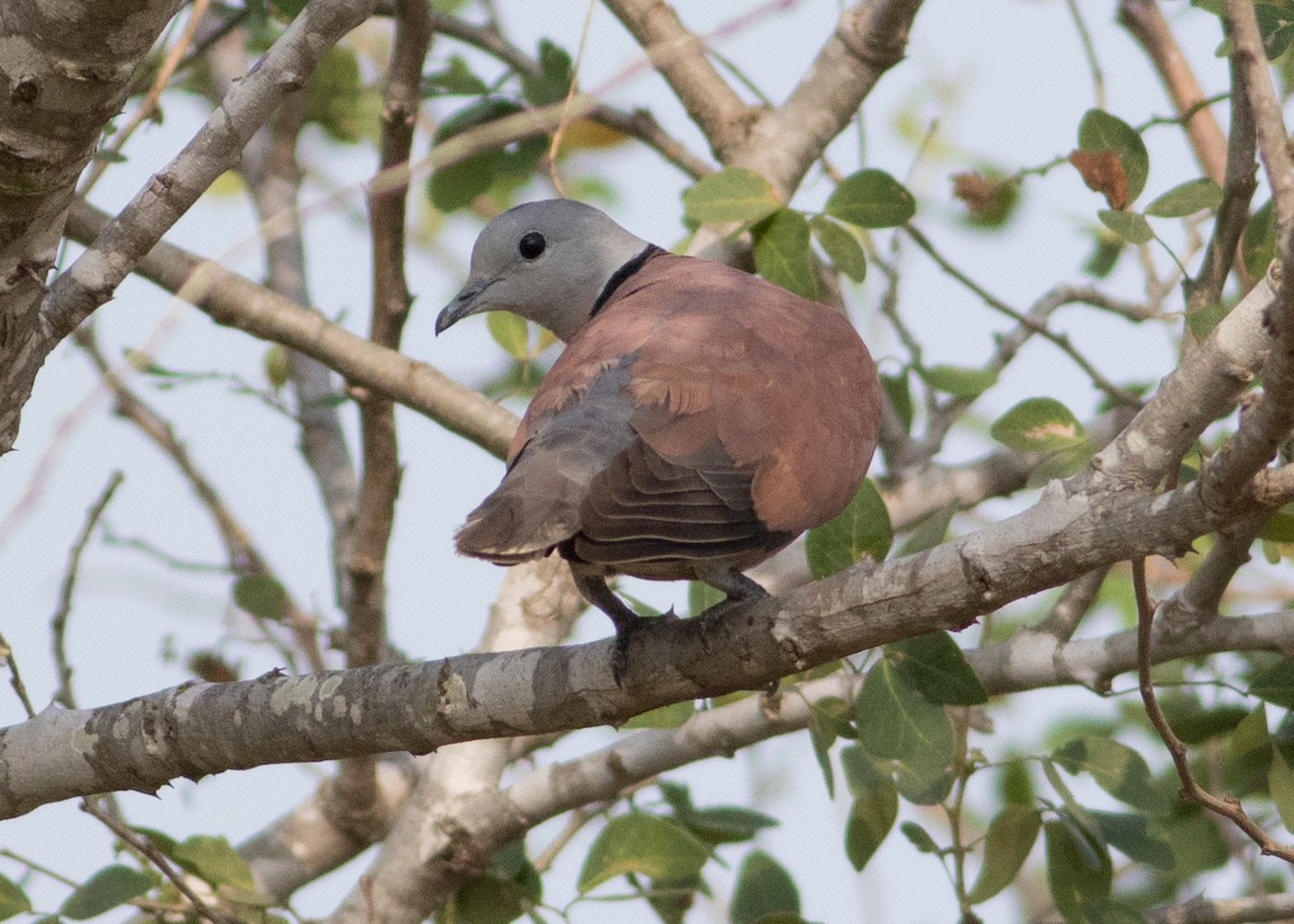 Red Collared-Dove - ML618079192