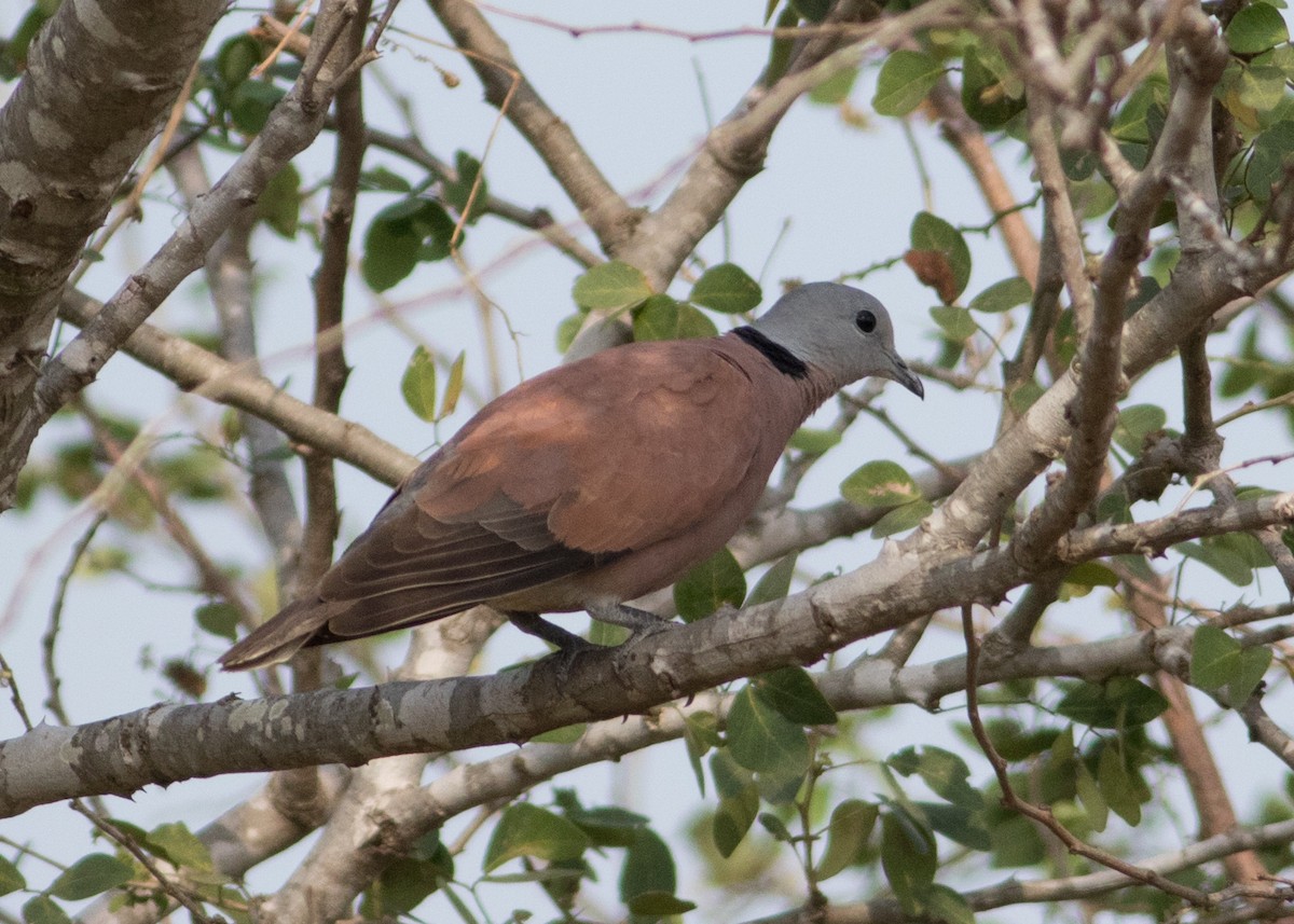 Red Collared-Dove - ML618079193