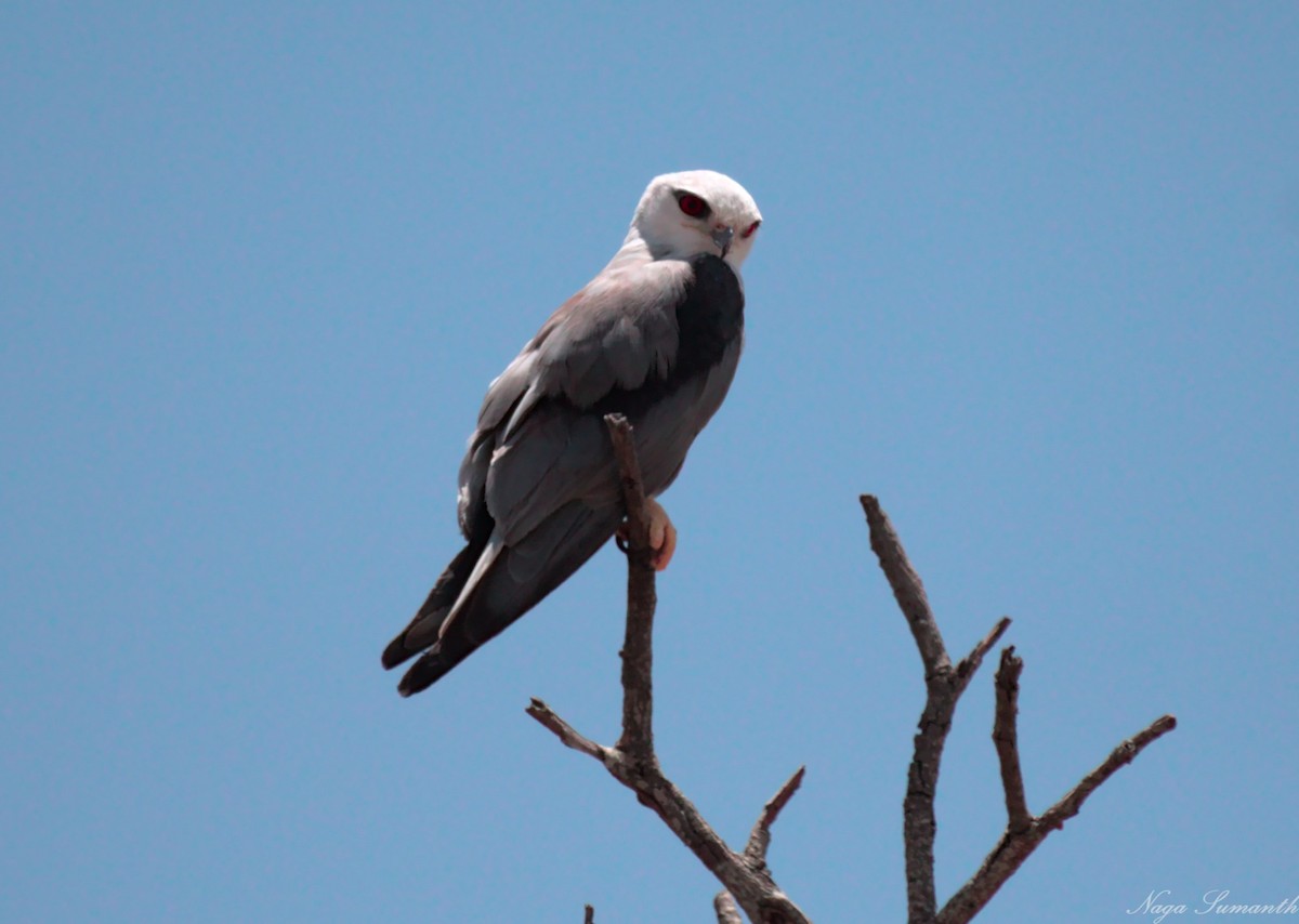 Black-winged Kite - Sumanth Prasad