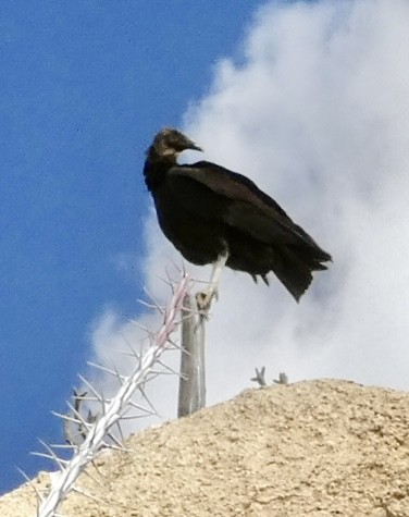Black Vulture - Eileen Wintemute