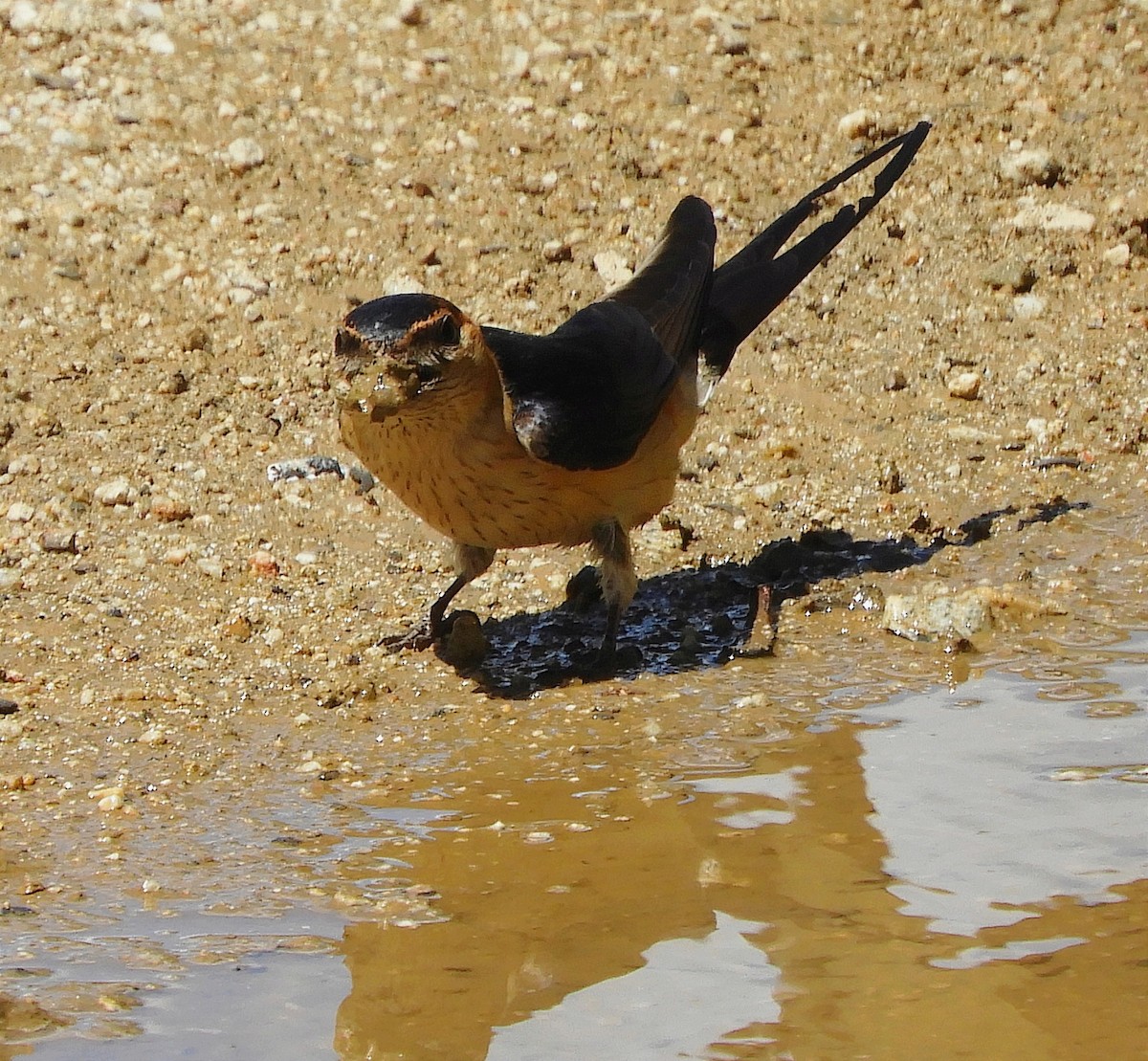 Red-rumped Swallow - ML618079216