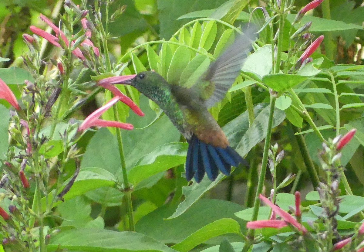 kolibřík měděnořitý - ML618079236