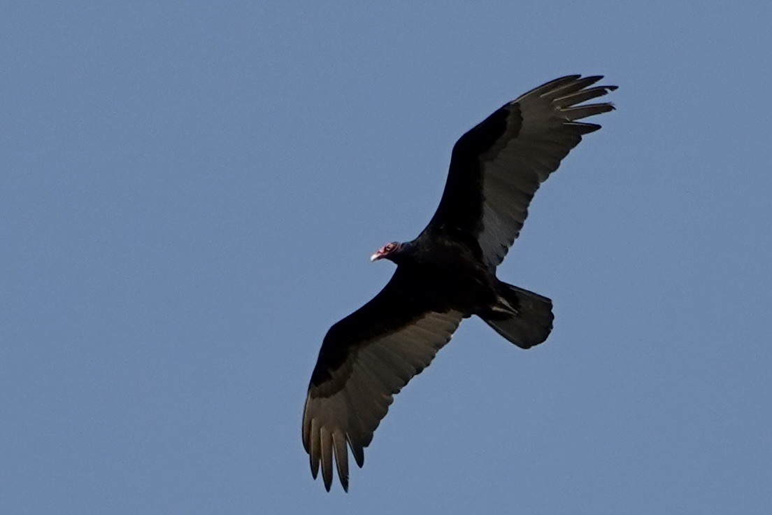 Turkey Vulture - ML618079278