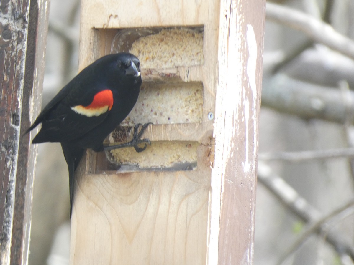 Red-winged Blackbird - ML618079282