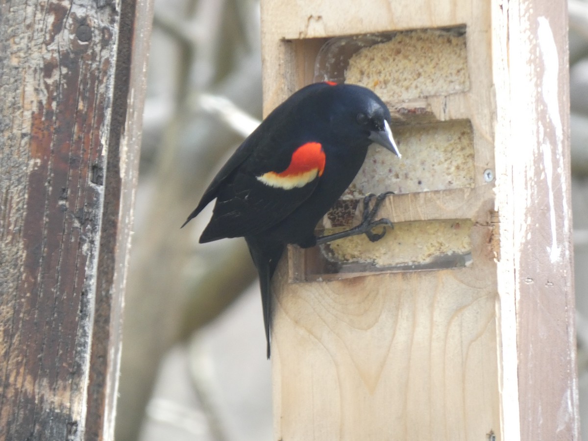 Red-winged Blackbird - ML618079283