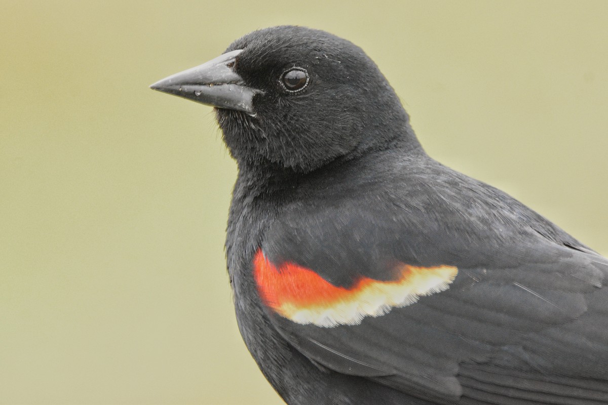 Red-winged Blackbird (Red-winged) - Cyrus Allen