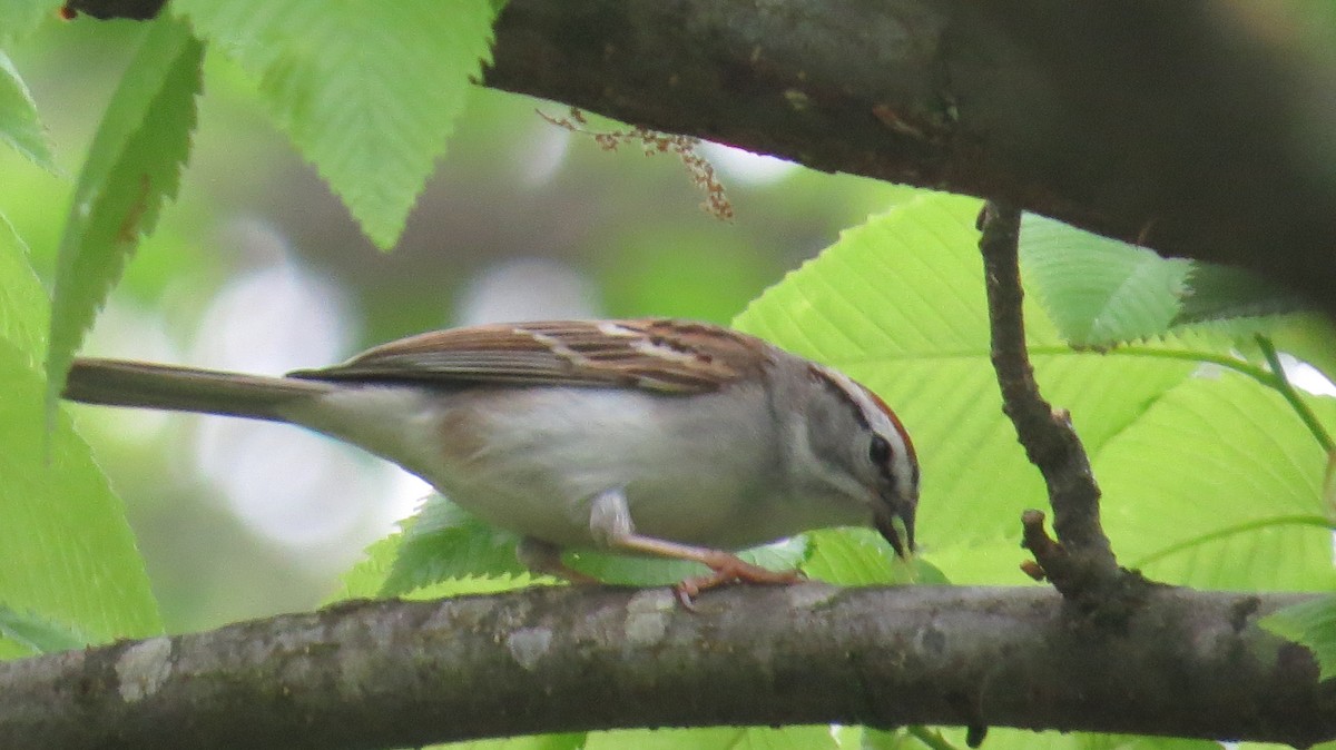 Chipping Sparrow - Bird Girl07