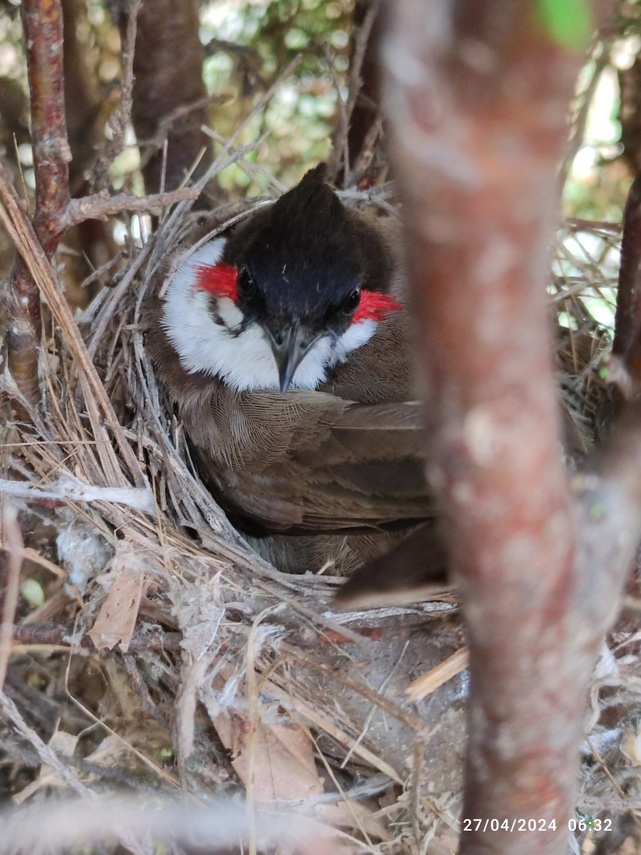 Red-whiskered/Red-vented Bulbul - ML618079328