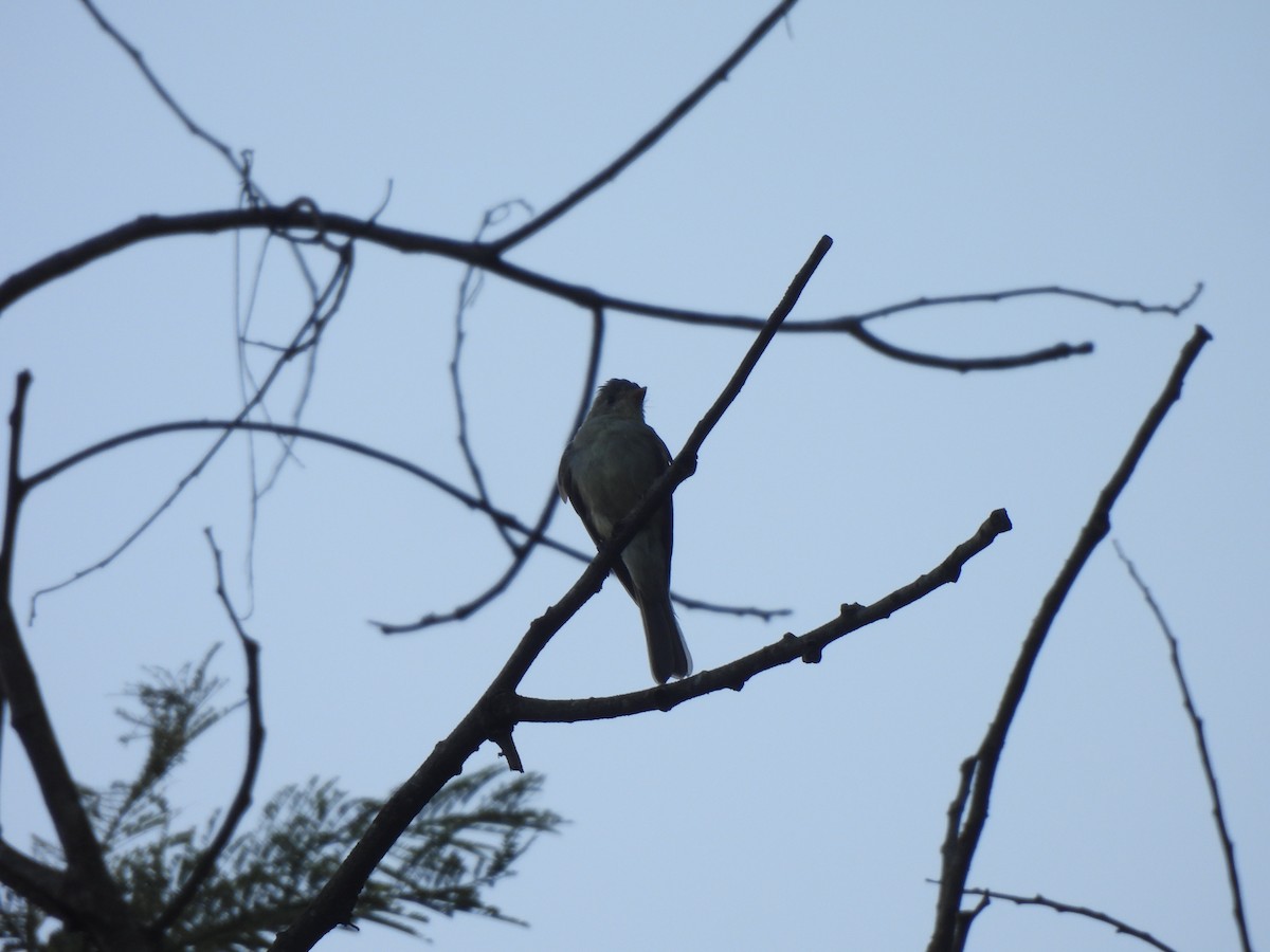 Southern Tropical Pewee - ML618079335