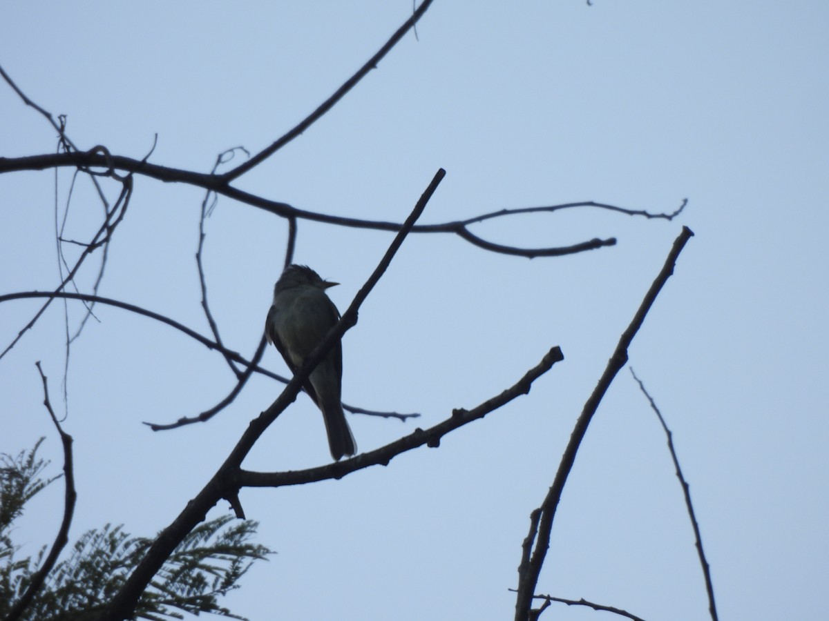 Southern Tropical Pewee - ML618079338
