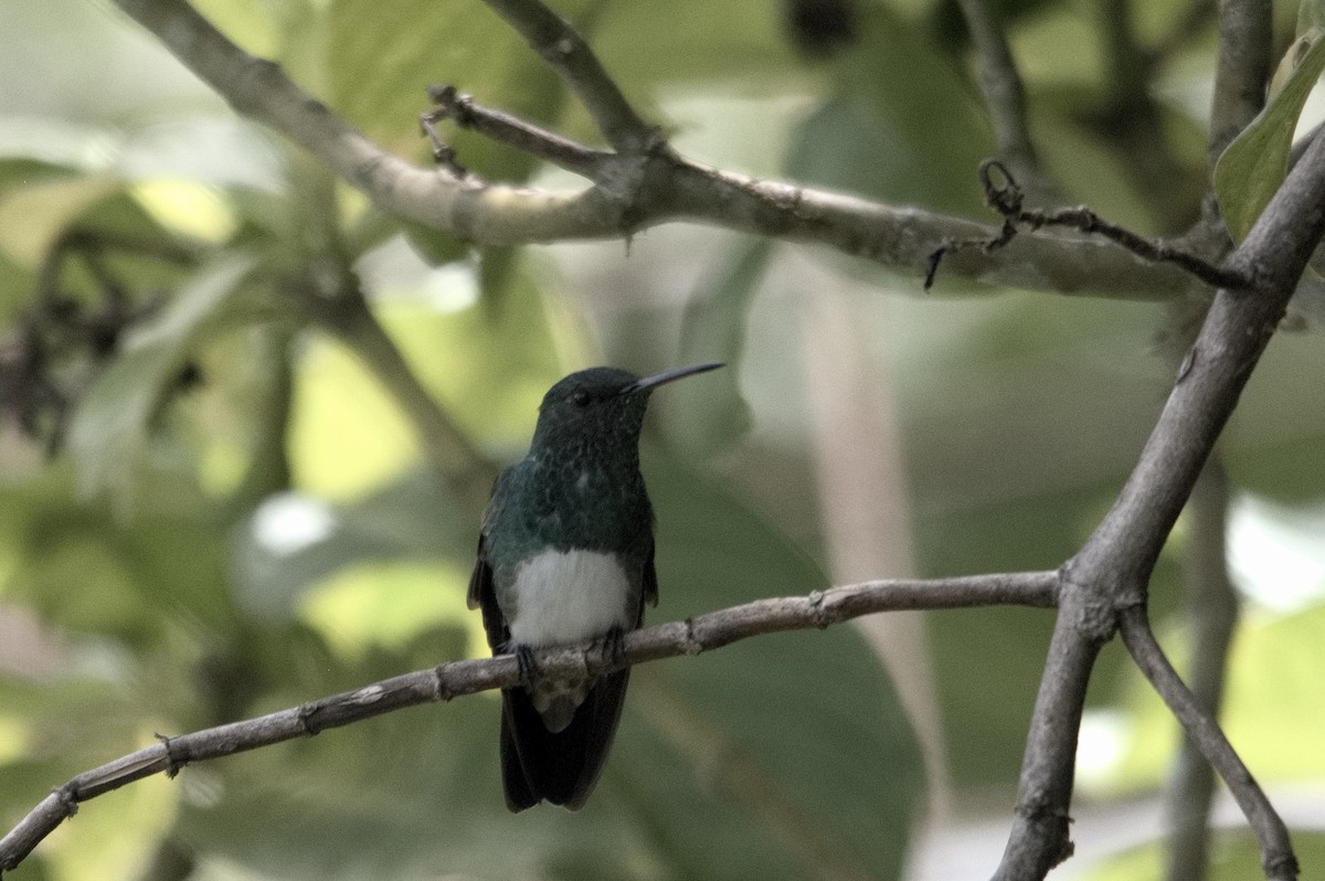 Snowy-bellied Hummingbird - Kevin Thompson