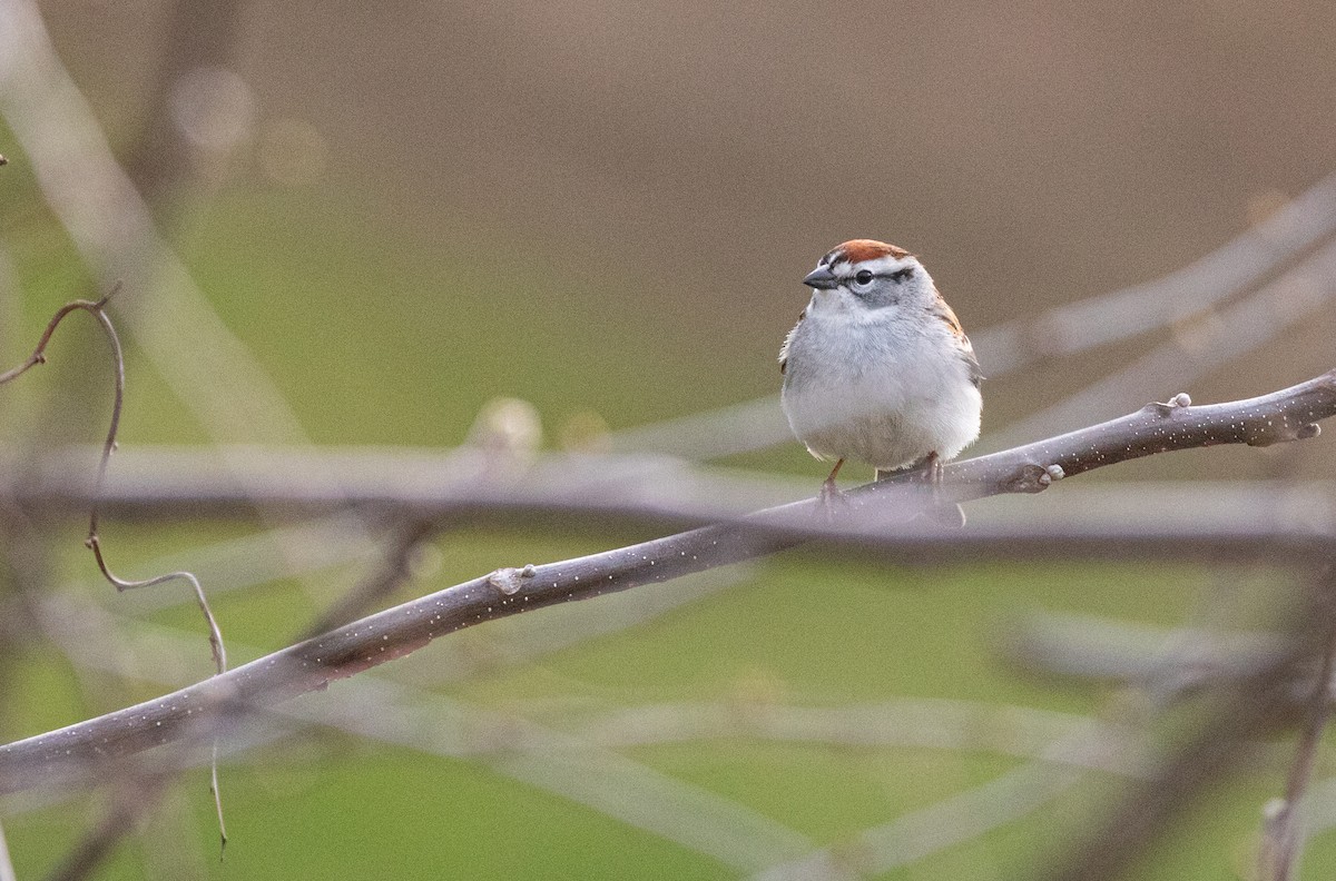Chipping Sparrow - ML618079355