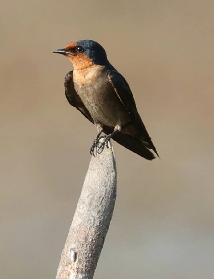 Pacific Swallow - Napatson Bunnueang
