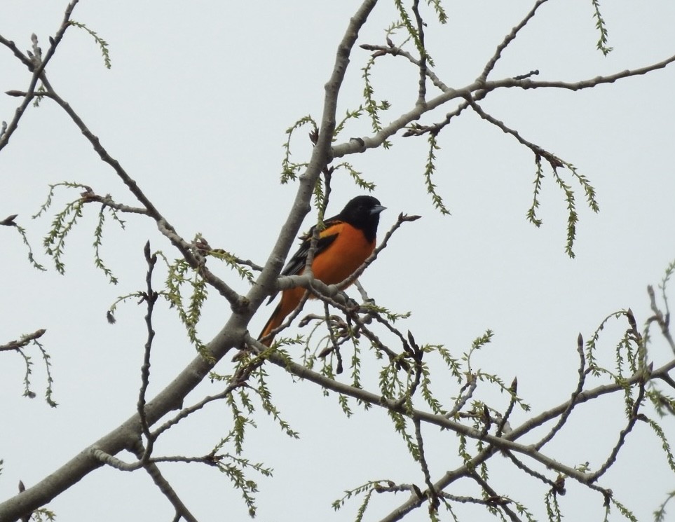 Baltimore Oriole - Andy McGivern