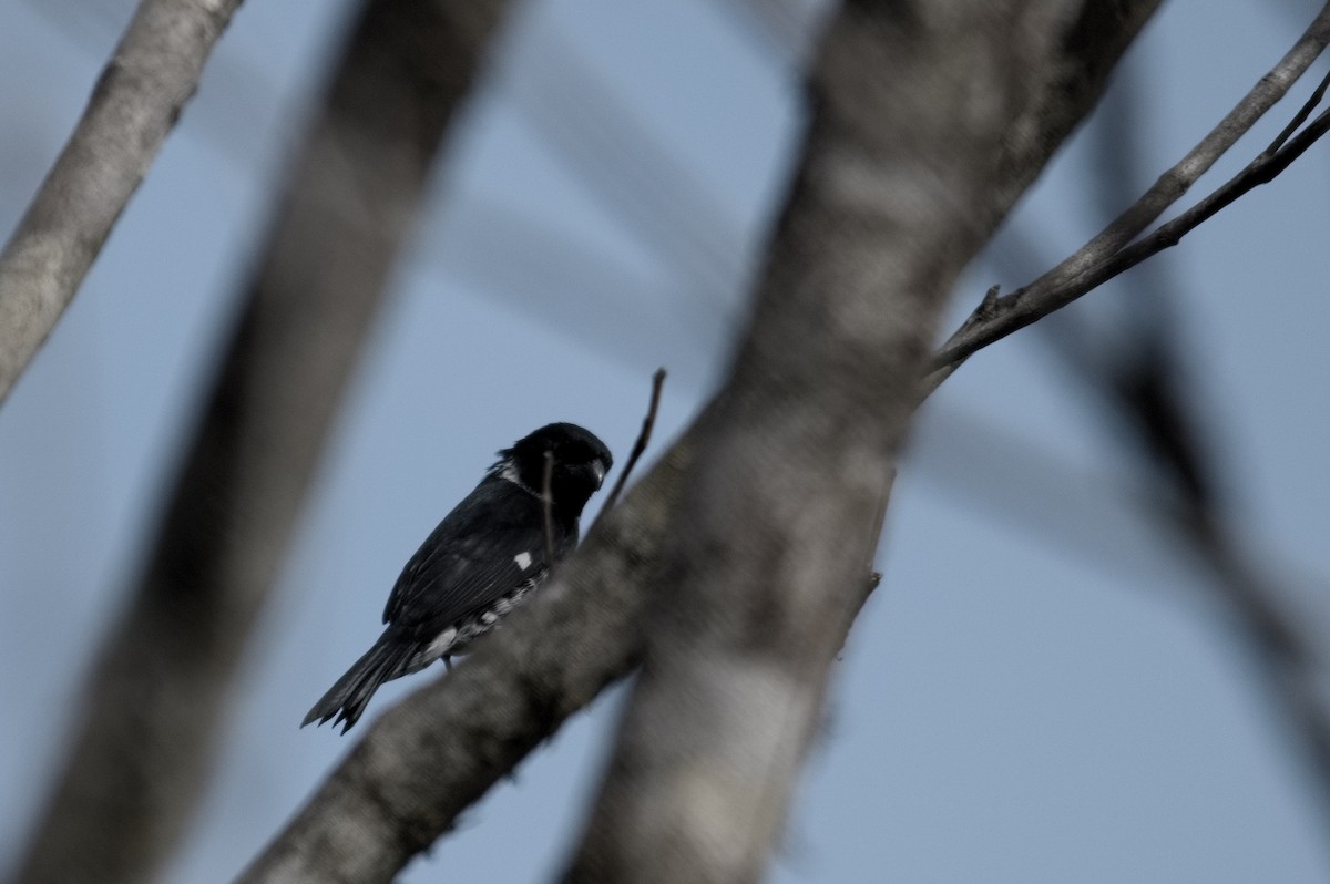 Variable Seedeater - ML618079405