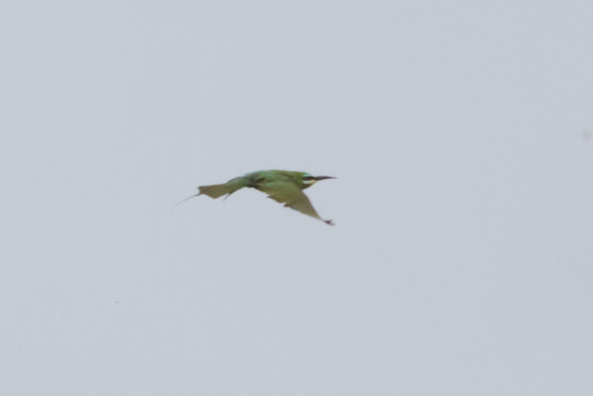 Blue-cheeked Bee-eater - ML618079411